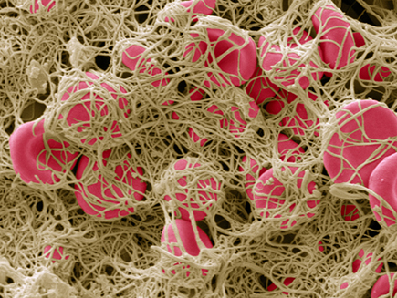 Microscopic image cardiovascular and metabolic